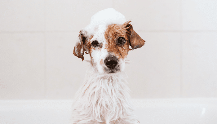 Small dog covered in soap suds during bath time, illustrating plumbing tips for pet owners in Pompano Beach, FL.